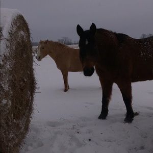 Meet your Posher, Isabella